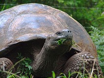Galapagos Giant Tortoise II